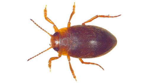 Hydroporus angustatus